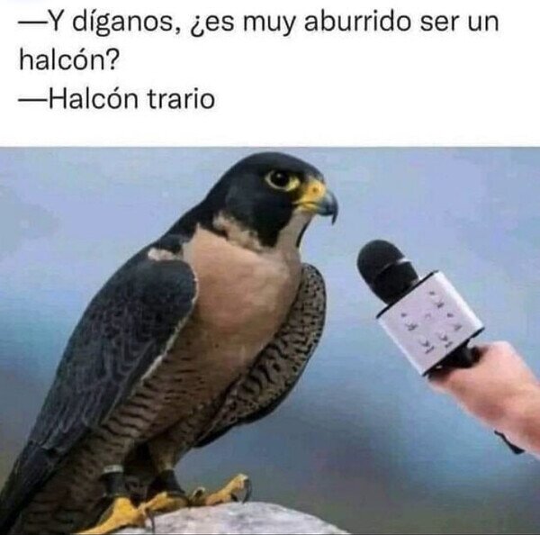 CC_2812795_a28d8002eb5940a8acaea53f30136aa4_meme_otros_lo_bueno_de_ser_halcon.jpg