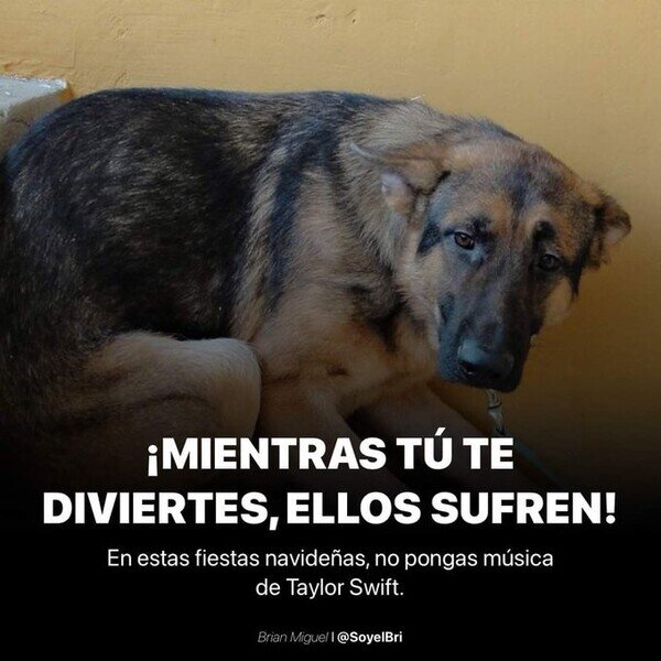 escuchar,perros,sufrir,Taylor Swift