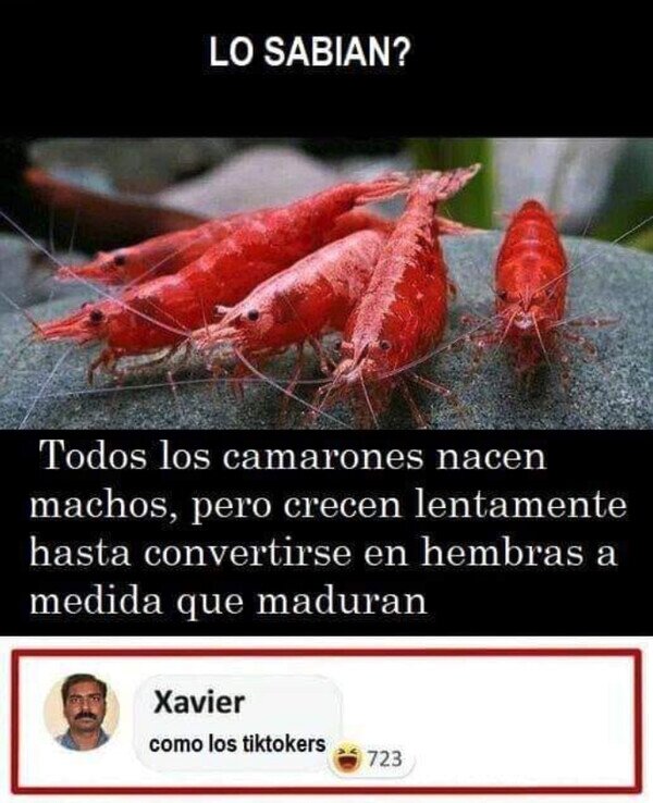 CC_2812965_b4fa2db3f136474b8c40a3451cb9f8a4_meme_otros_en_que_se_parecen_2.jpg