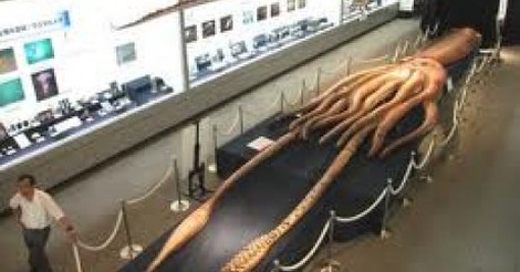 Resultado de imagen para barcos pescando calamar gigante