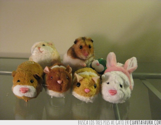 15 animales amantes del camuflaje camuflaje,erizo,esconderse,gato,iguales,mimetizar,perro