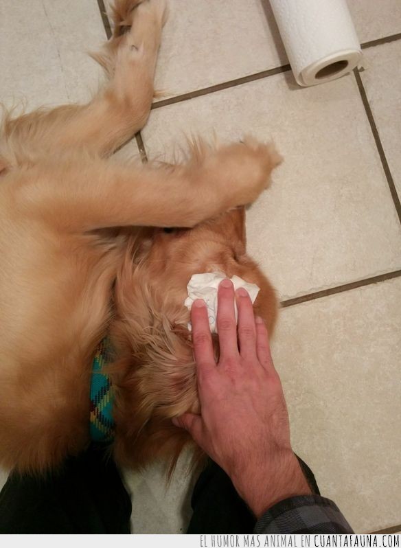 Una de esas historias tiernas entre perro abandonado y hombre rescatador en imágenes abandonado,addie,animal,bran,golden retriever,historia,perro,persona,tierna