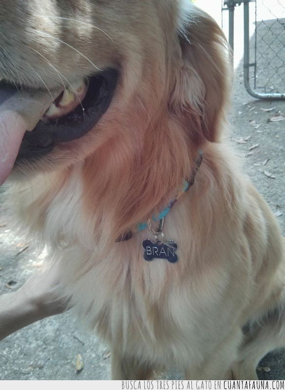 Una de esas historias tiernas entre perro abandonado y hombre rescatador en imágenes abandonado,addie,animal,bran,golden retriever,historia,perro,persona,tierna