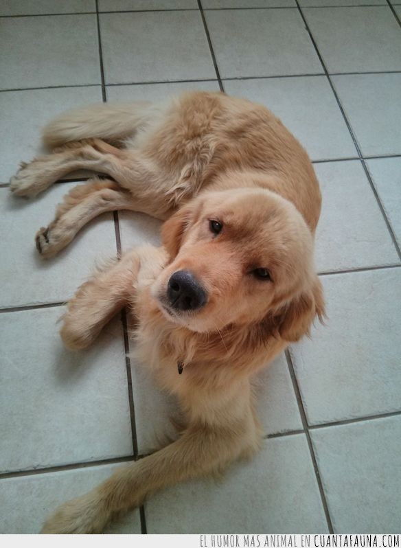 Una de esas historias tiernas entre perro abandonado y hombre rescatador en imágenes abandonado,addie,animal,bran,golden retriever,historia,perro,persona,tierna