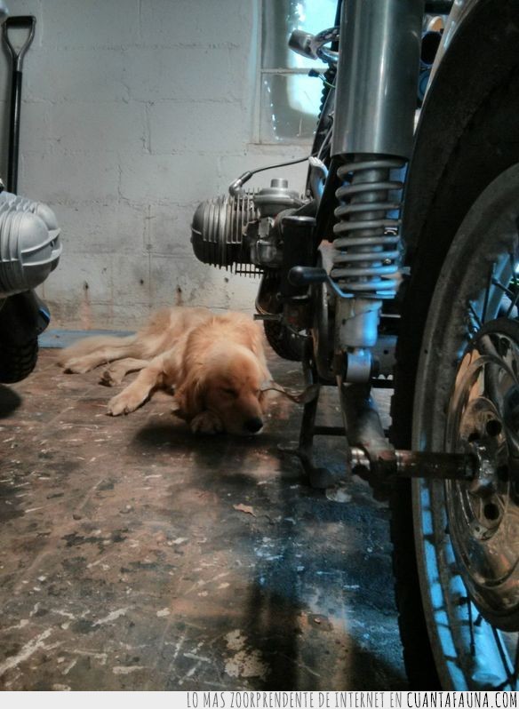 Una de esas historias tiernas entre perro abandonado y hombre rescatador en imágenes abandonado,addie,animal,bran,golden retriever,historia,perro,persona,tierna
