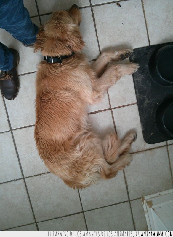Una de esas historias tiernas entre perro abandonado y hombre rescatador en imágenes abandonado,addie,animal,bran,golden retriever,historia,perro,persona,tierna
