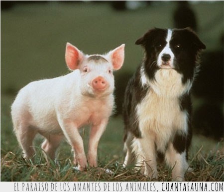 ¿Tienes ganas de ver una película de animales? Alguna de estas puede ser la elegida... animales,dibujos,lista,mix,películas