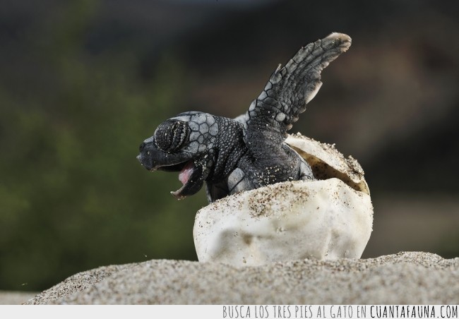 ¿Las tortugas reptiles de sangre fría? ¡Pero si son adorables! adorables,reptiles,sangre fría,Tortuga marina,tortuguitas