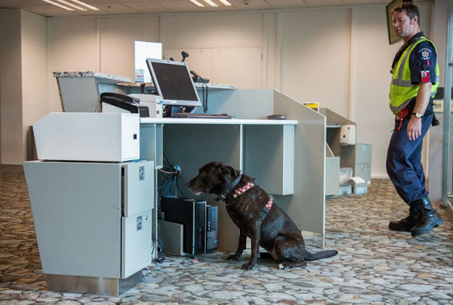 7 duros trabajos que un perro puede hacer asistente,búsqueda y rescate,detector de explosivos,duros,lazarillo,pastor,perros,policía,terapia,trabajos