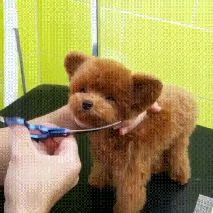 perro oso peluche