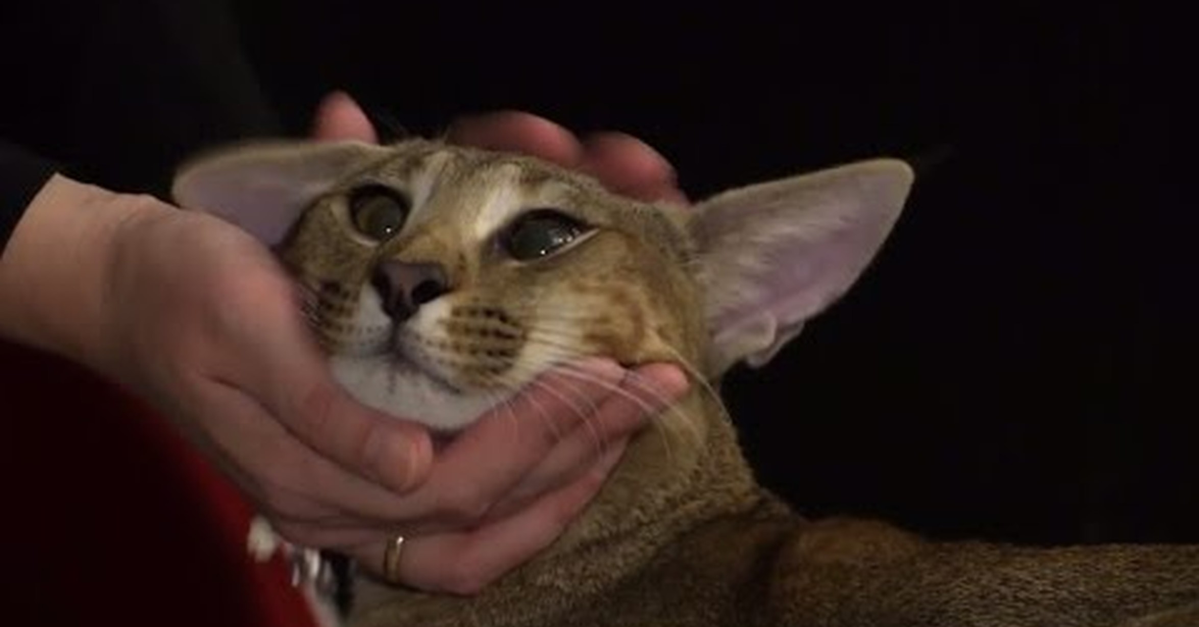 Es Legal Tener Un Gato Caracal En España