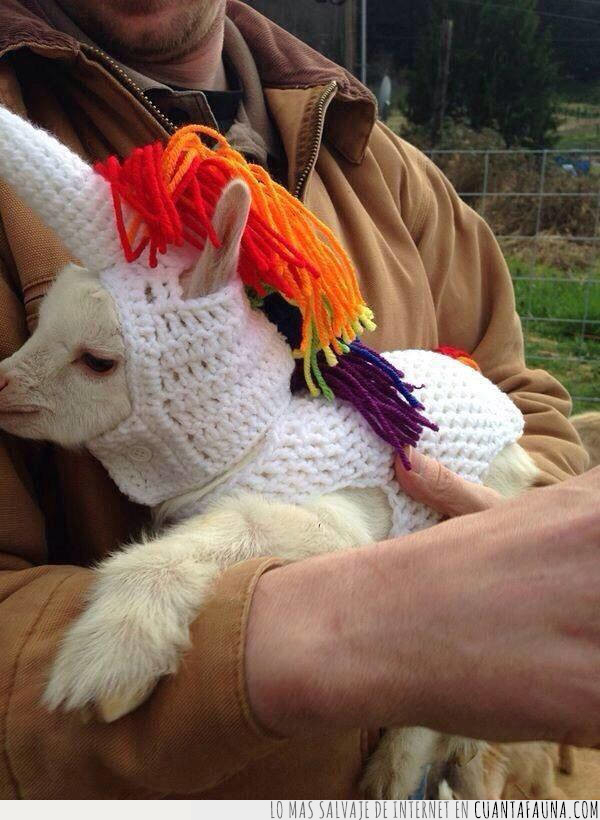 Que Dicen Que Los Unicornios No Existen Los unicornios son uno de los seres fantasticos mas conocidos y que aparecen con mas frecuencia en historias, leyendas, cuentos. que dicen que los unicornios no existen