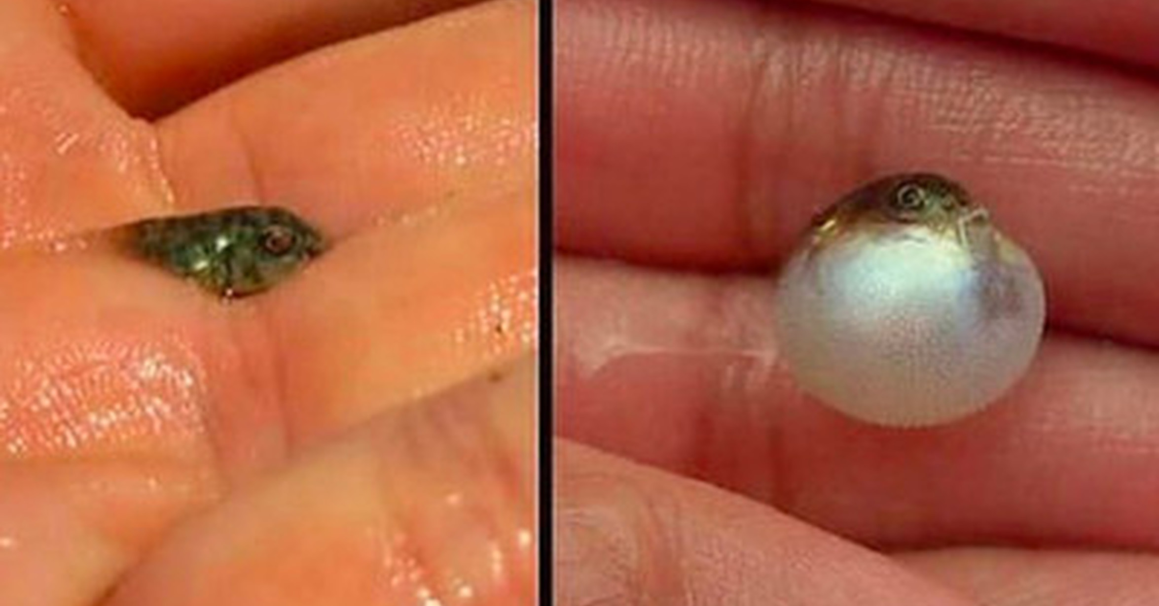 Cuanta Fauna Asi Se Hincha Un Pez Globo Bebe