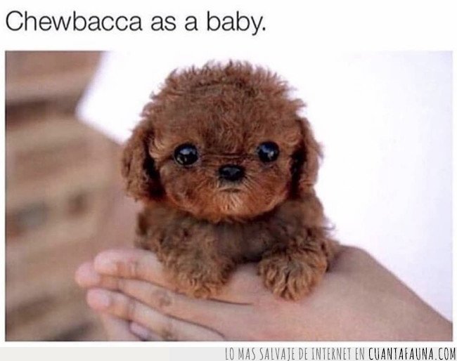 Simplemente Una Foto De Chewbacca De Bebe
