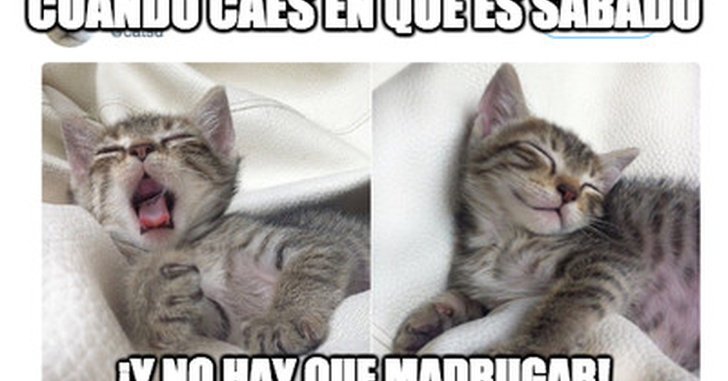Cunta Fauna T Cuando Te Das Cuenta De Que Es Sbado Y No Hay Que