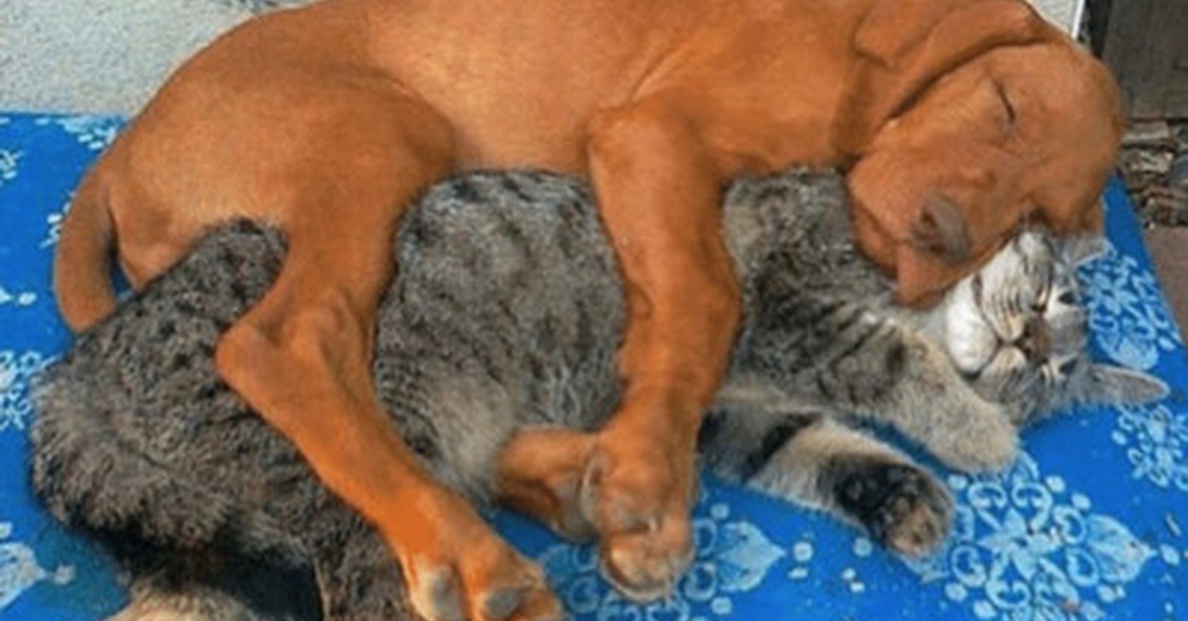 Таким милашкам прикольно и вдвоем