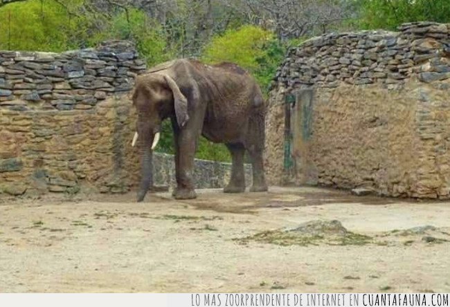Muere Ruperta, la elefanta más famosa de Venezuela, por desnutrición debido a la crisis del país denuncia,elefante,muerte,ruperta,venezuela