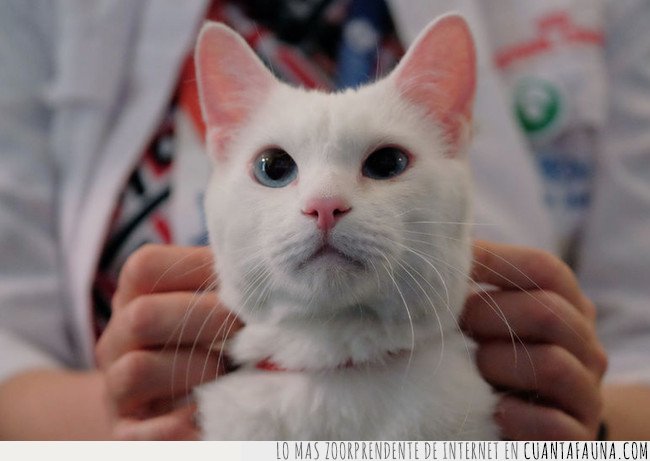 Conoce a Aquiles, el gato vidente que es el nuevo pulpo Paul AQUILES,FUTBOL,GATO,RUSIA