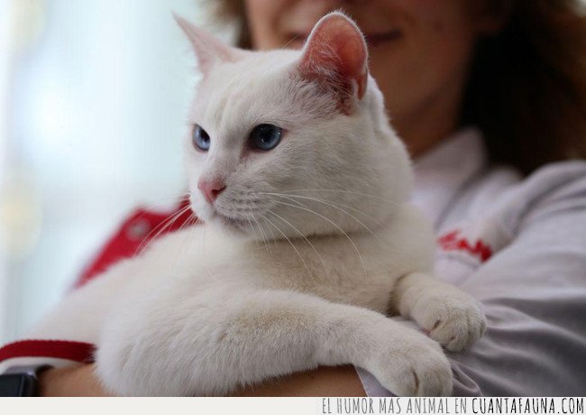 Conoce a Aquiles, el gato vidente que es el nuevo pulpo Paul AQUILES,FUTBOL,GATO,RUSIA