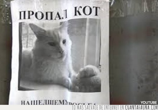El gato perdido en el que internet ve una espeluznante ilusión óptica gato,perdido,rusia