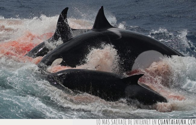 La ciencia descubre que ballenas y delfines reconocen los gritos asesinos de las orcas BALLENAS,DELFINES,OCÉANO,ORCAS ASESINAS