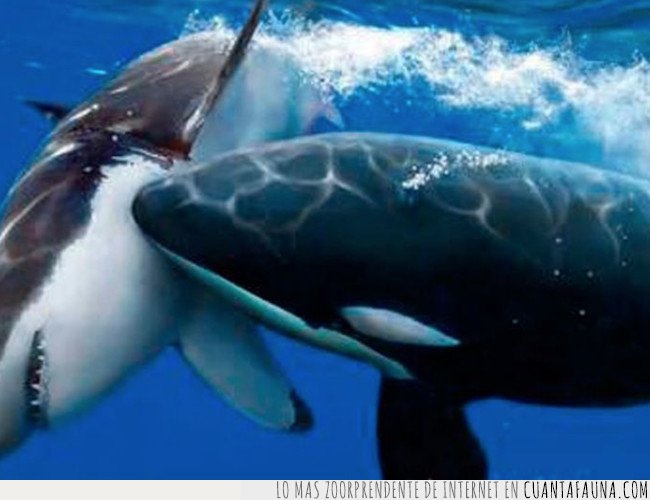 La ciencia descubre que ballenas y delfines reconocen los gritos asesinos de las orcas BALLENAS,DELFINES,OCÉANO,ORCAS ASESINAS