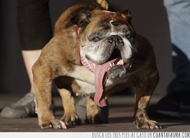 Conoce al perro más feo del mundo: ¡1500 dólares se ha llevado por serlo! PERRO MAS FEO DEL MUNDO