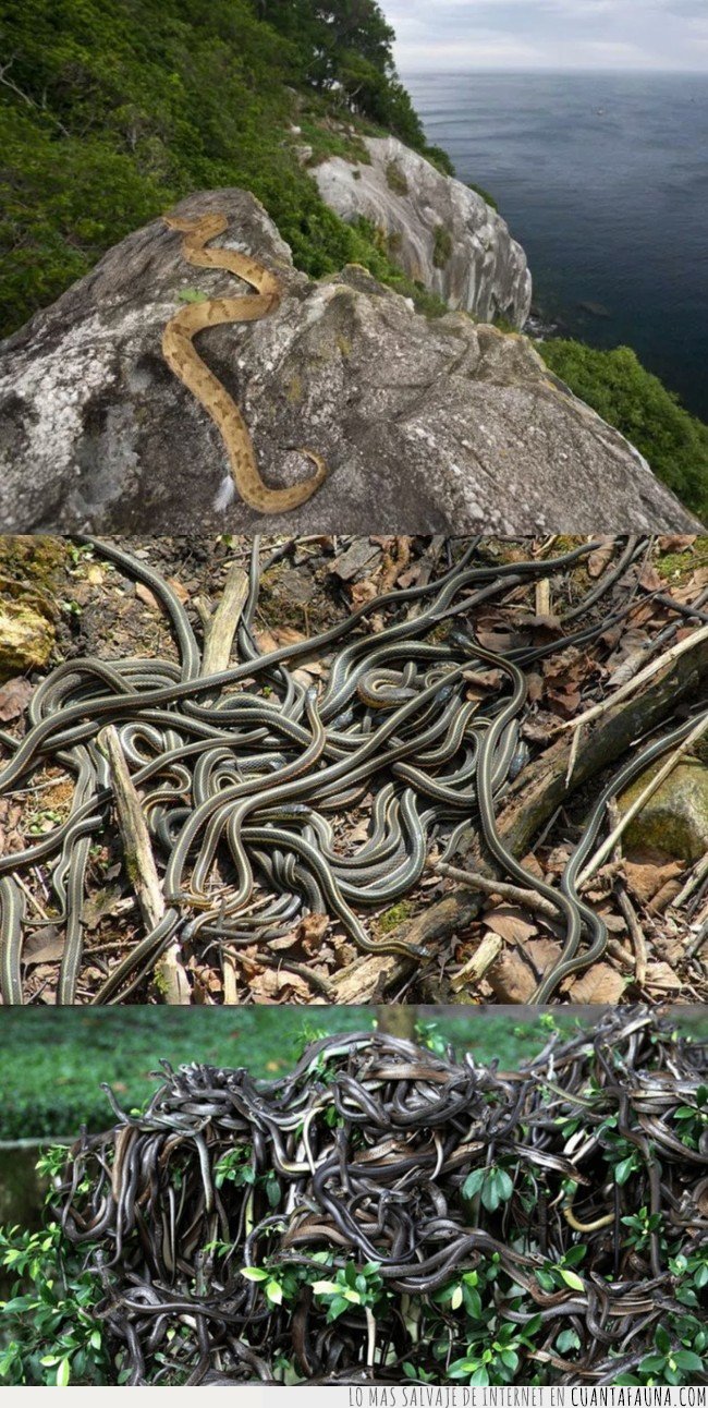 Existe una isla donde hay cinco serpientes por metro cuadrado: Snake Island serpientes
