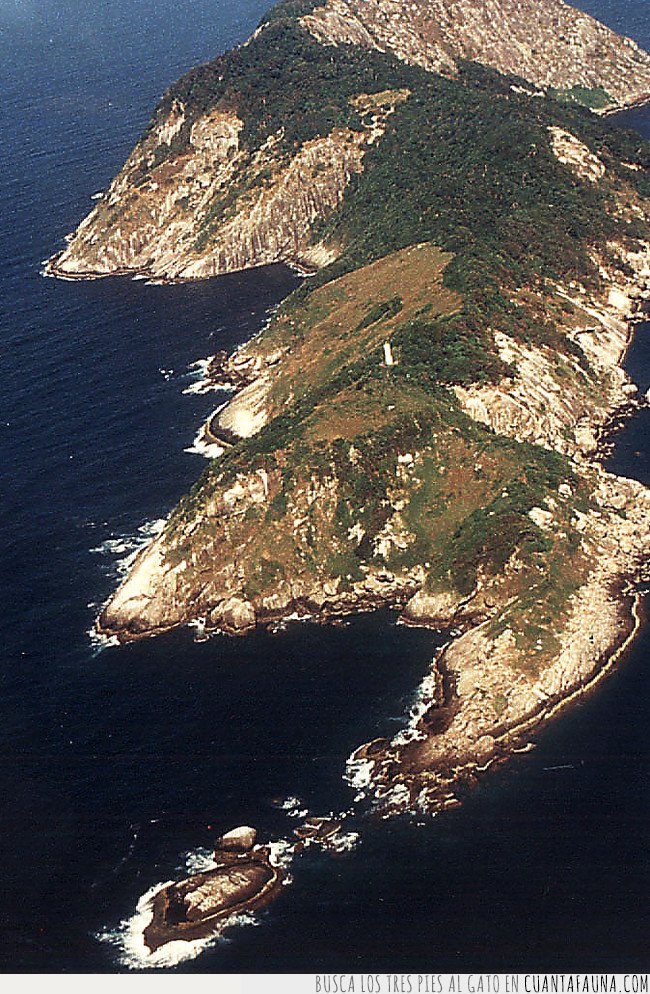 Existe una isla donde hay cinco serpientes por metro cuadrado: Snake Island serpientes