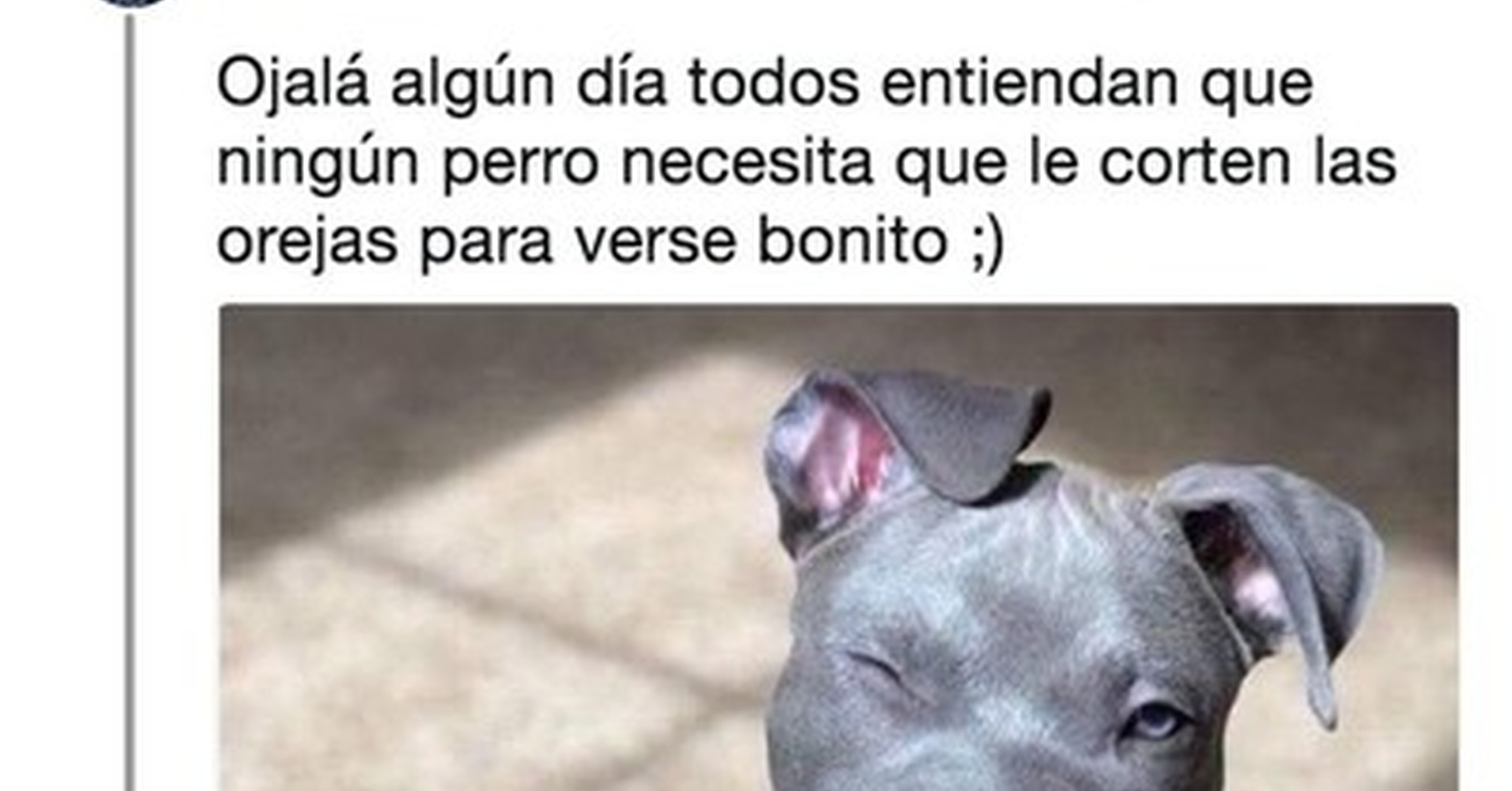 Cuanta Fauna Recuerda Por Twitter Que Los Perros No Necesitan Que Les Amputen Las Orejas Por Estetica Para Verse Bonitos E Inicia Un Precioso Movimiento Animalista Que Lo Demuestra Por Alanrafaelr1