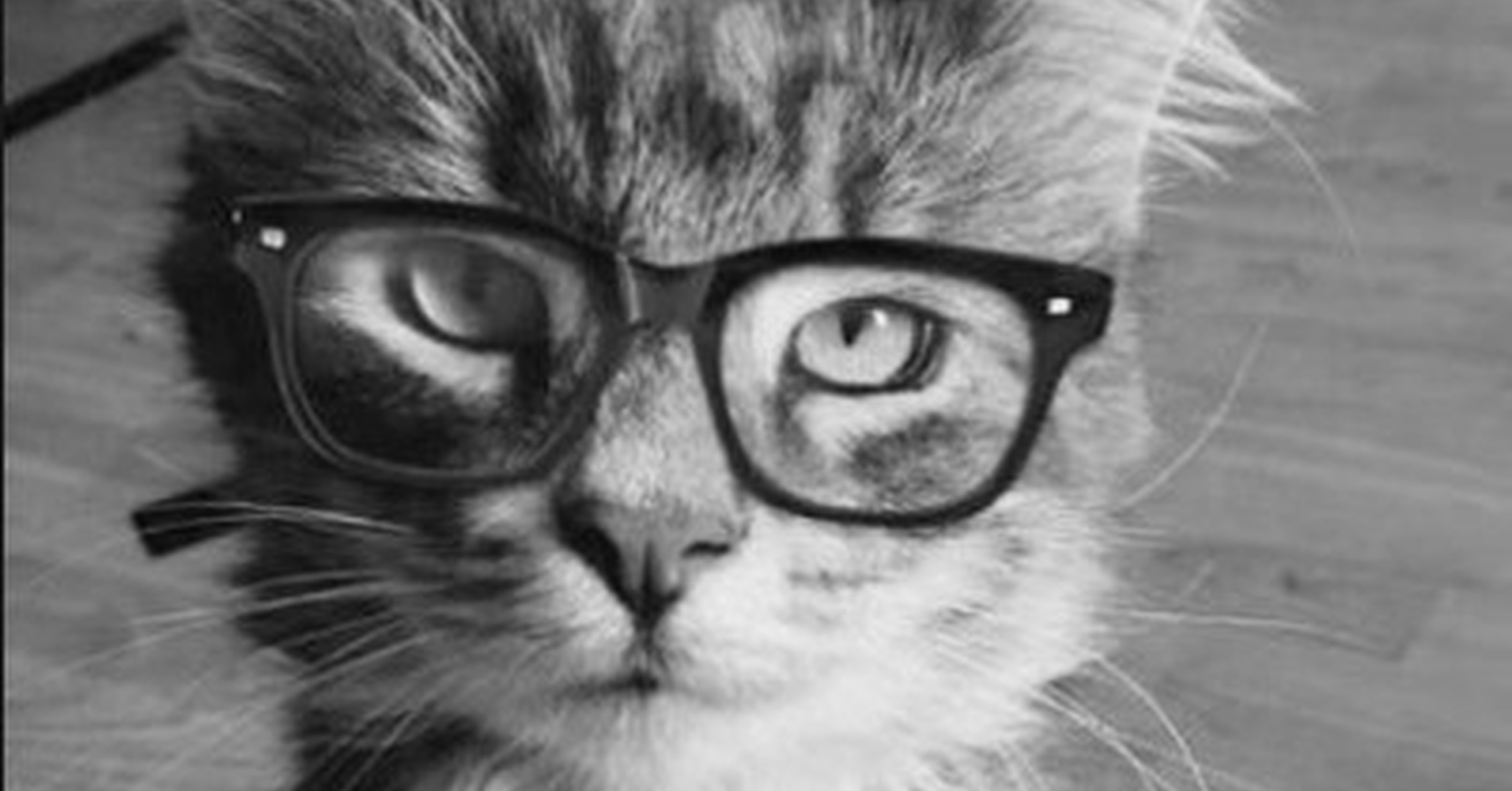 gatos con gafas
