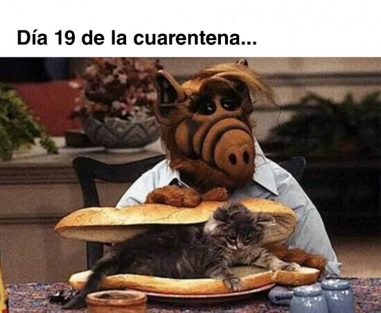 10774 - Estoy a 5 minutos de comerme al gato