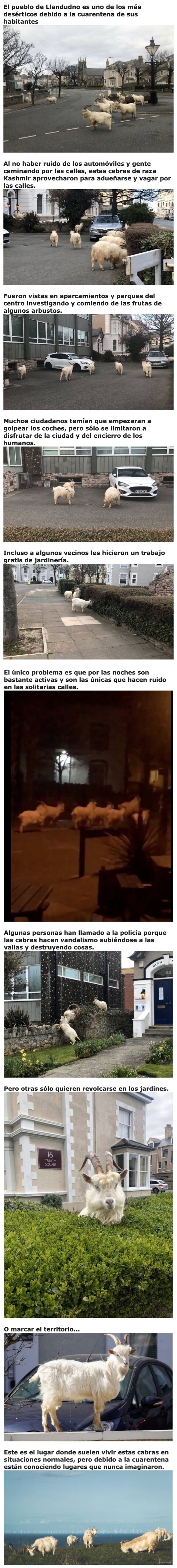 9814 - Un centenar de cabras invaden las calles del Reino Unido debido a la cuarentena