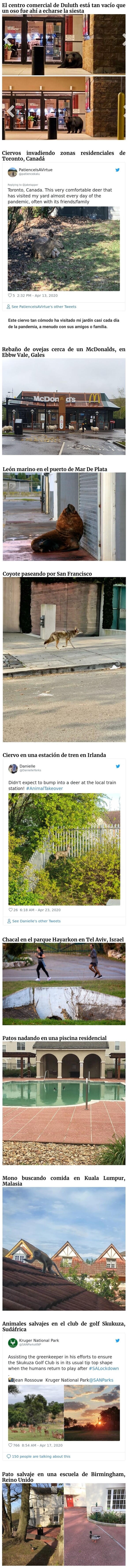 16747 - Con los humanos en cuarentena, los animales se pasean por las ciudades