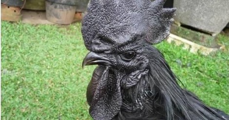 CR_922749_4e503b030f5e408284a3007aa79397be_raro_gallo_negro_thumb_fb.jpg