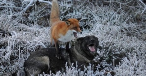 Cuanta Razon Os Acordais De Tod Y Toby D