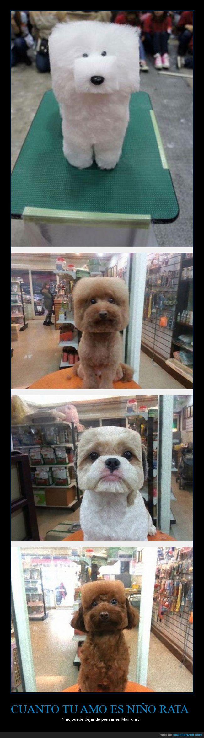 Cuanta Razon En Japon Se Pone De Moda Cortar El Pelo A Los Perros Como Un Cubo Malditas Modas