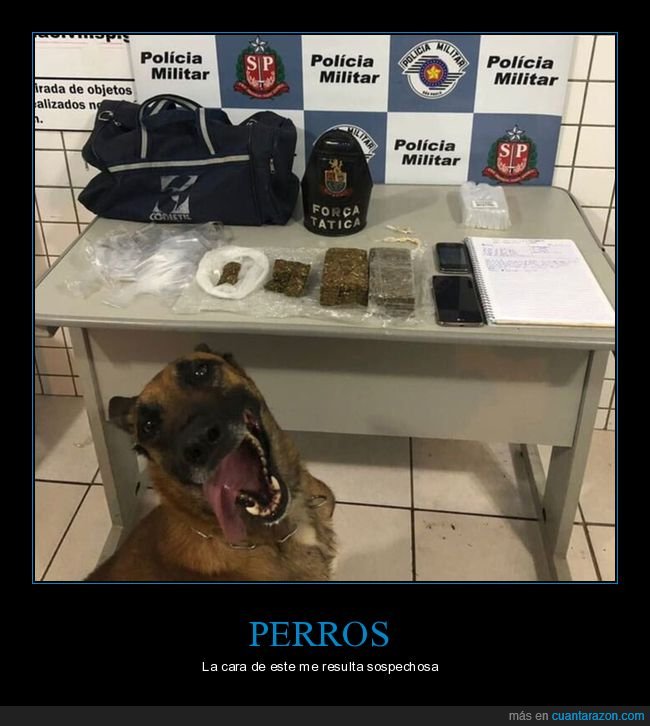 cara,droga,incautaciÃ³n,perro