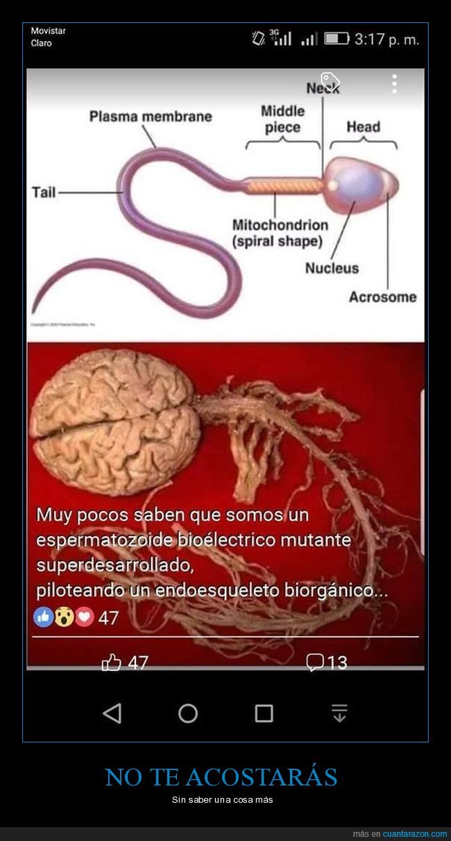 espermatozoide,parecidos,sistema nervioso