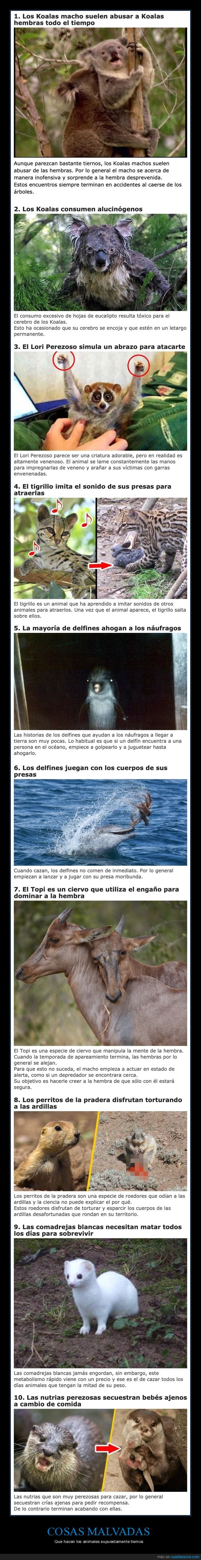 animales,tiernos,wtf