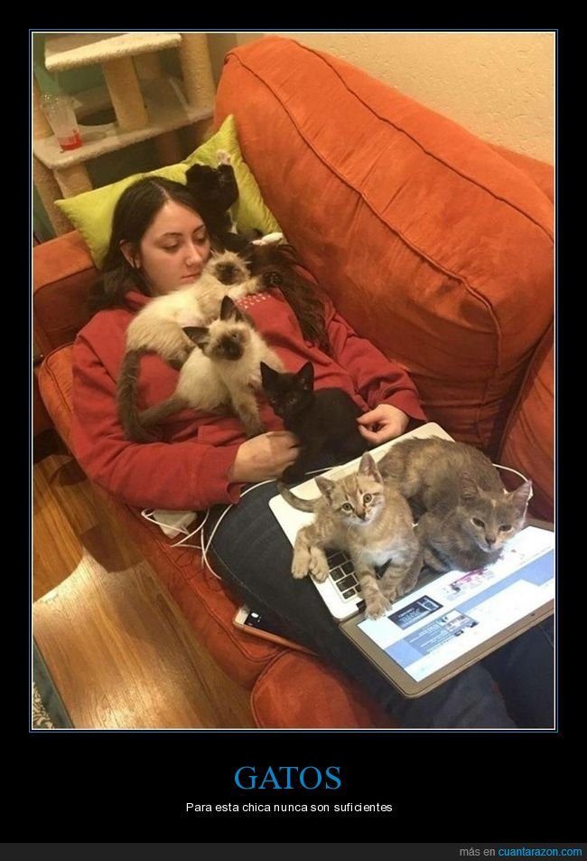 gatos,sofá,ordenador