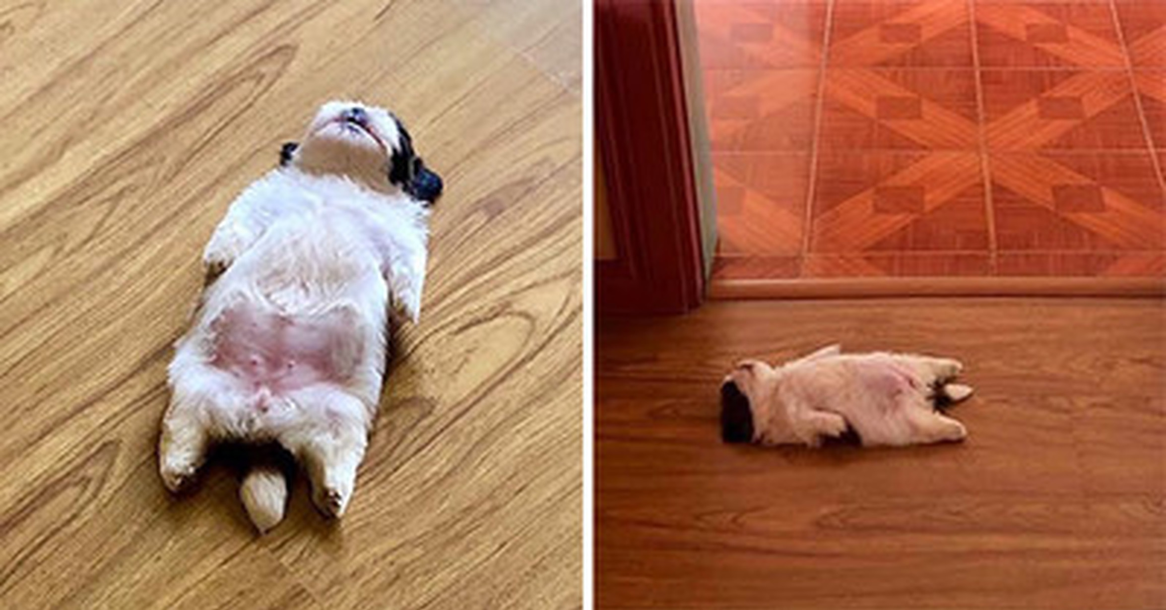 Пол лапки. Уставший щенок. Собака лежит на полу.