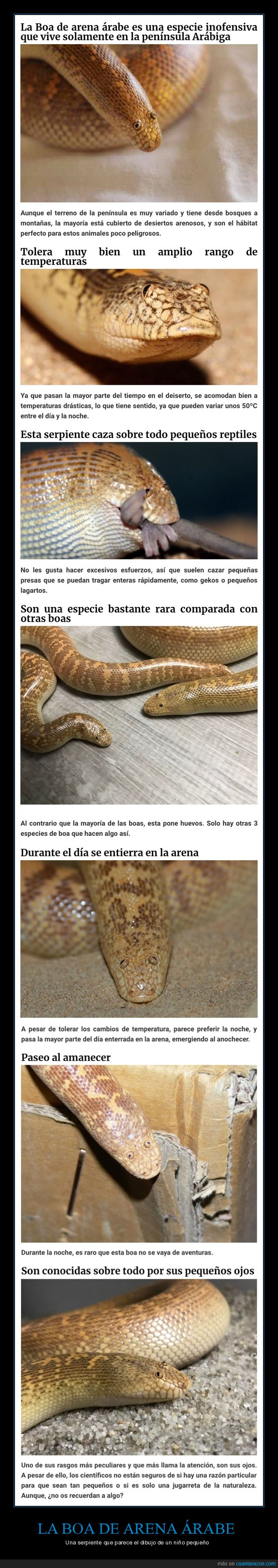 boa de arena árabe,serpiente,ojos