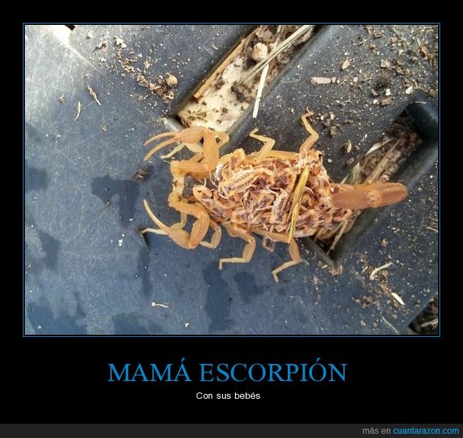 escorpiones,madre,hijos