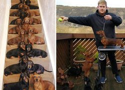 Enlace a Este adolescente consiguió sacar la foto perfecta de sus 16 perros salchicha después de que una amiga le dijera que era imposible