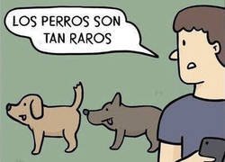 Enlace a Cosas de perros