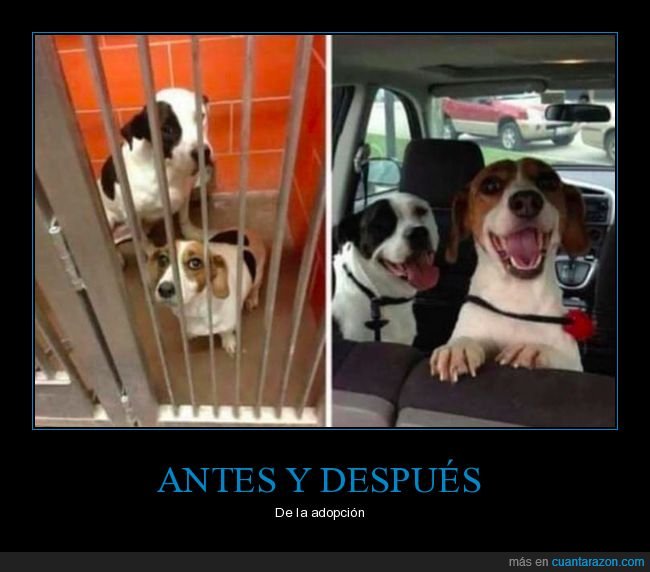 perros,adoptados,felices