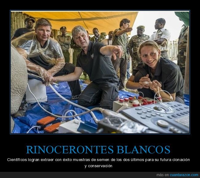 rinocerontes blancos,científicos,clonación