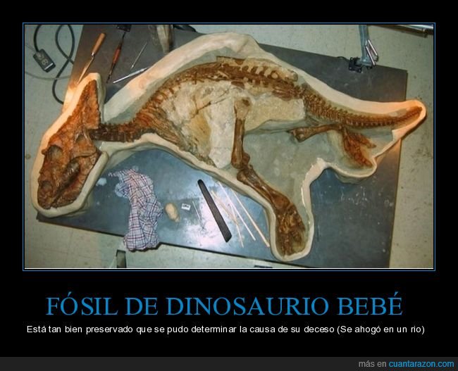 fósil,dinosaurio,bebé