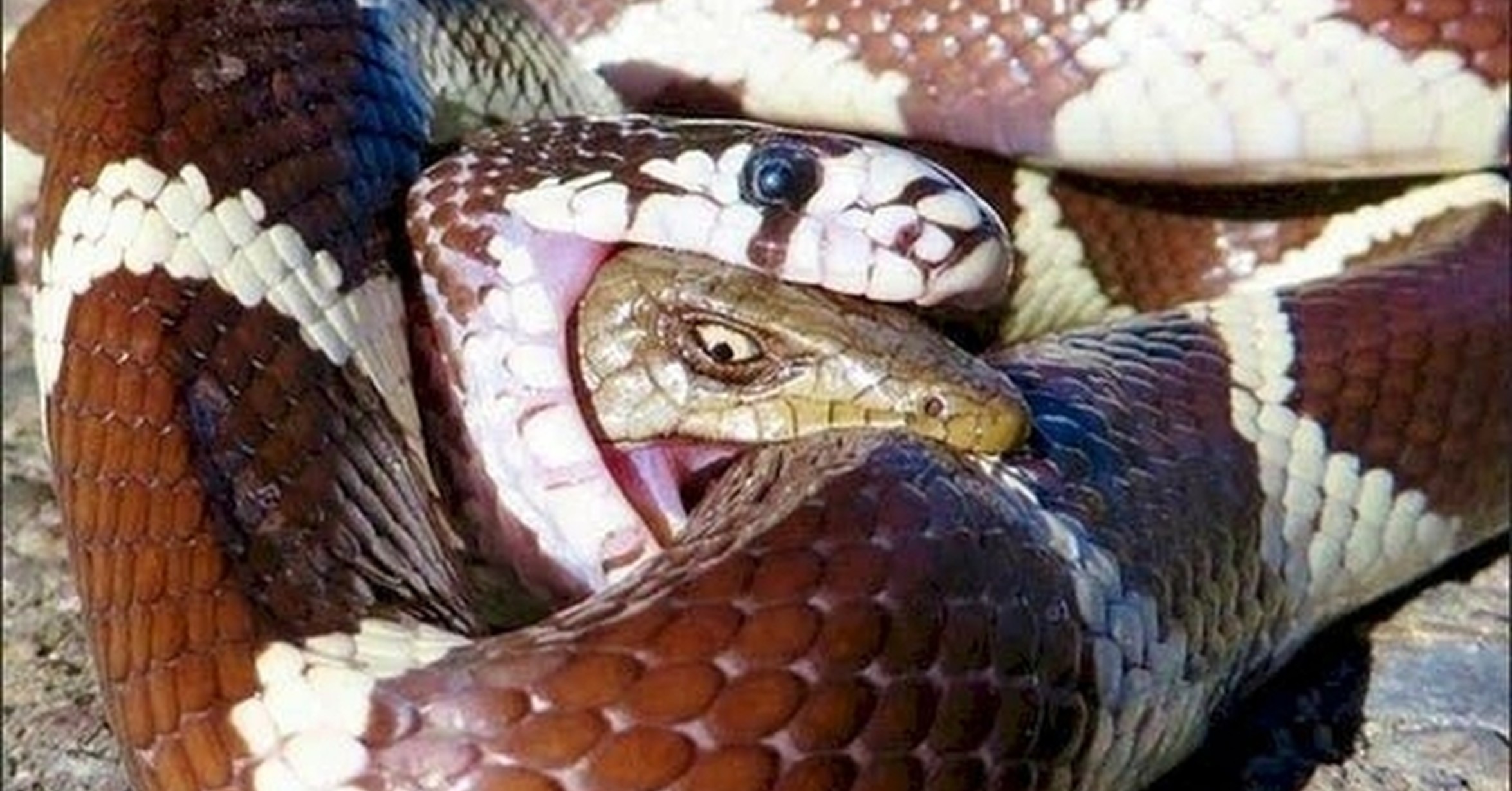 Змеи поедают животных. Анаконда заглатывает крокодила. Животное поедающее змей. Иероглифовый питон. Питон анаконда змея ест.